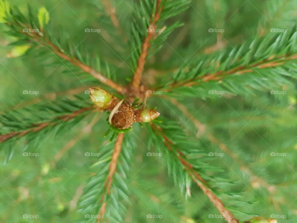 nature up close