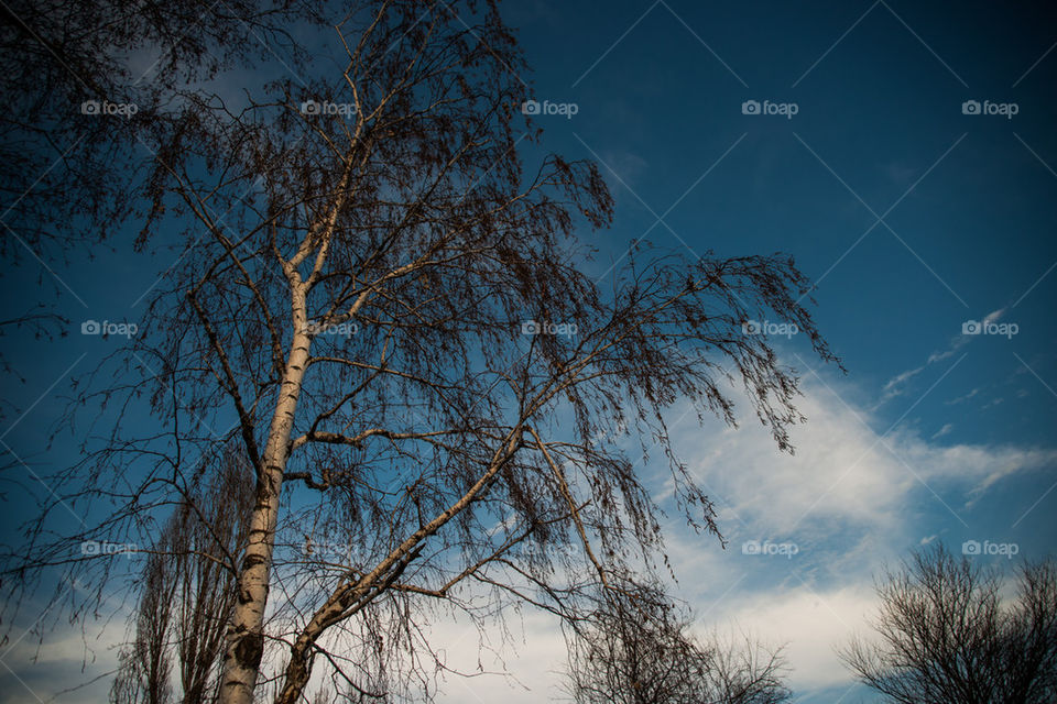 Birch tree