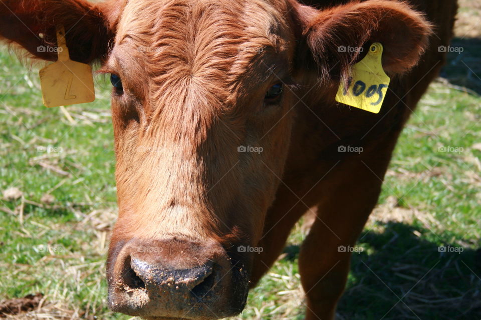 Brown cow with ear tag