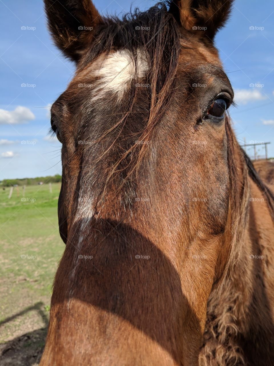 Closeup of Bob