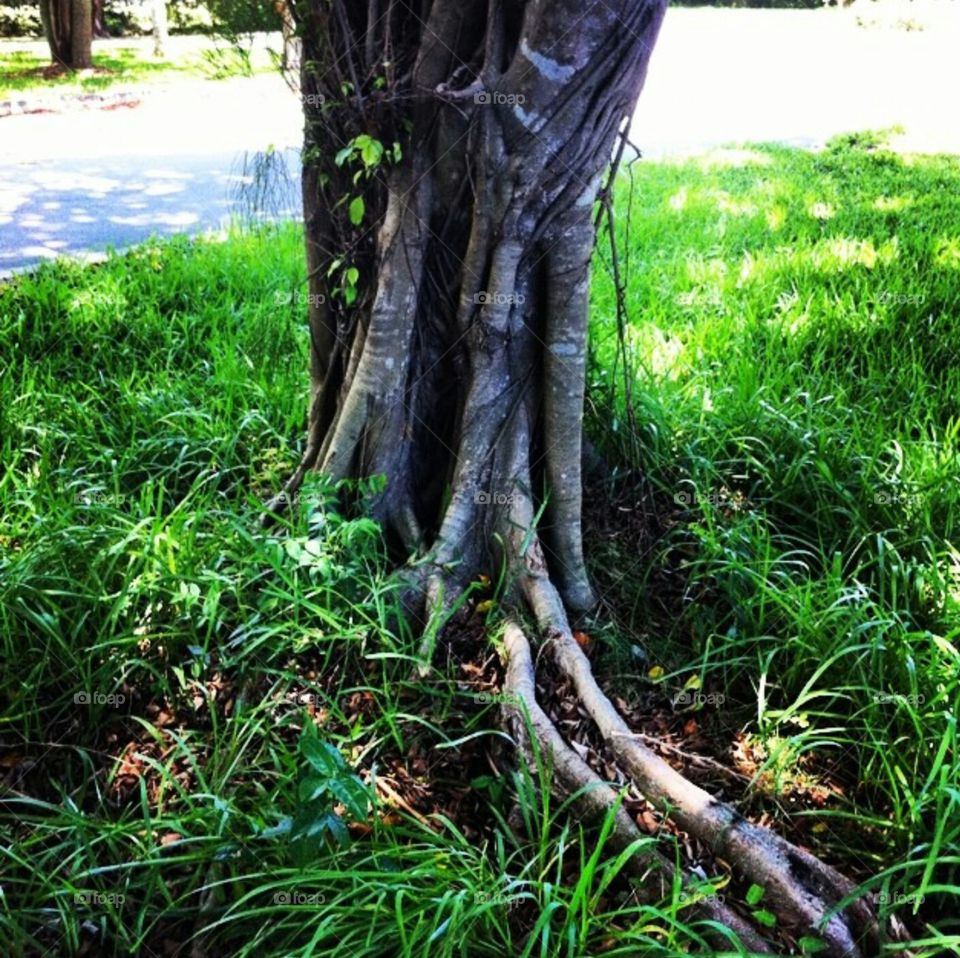 #tree #roots #Miami
