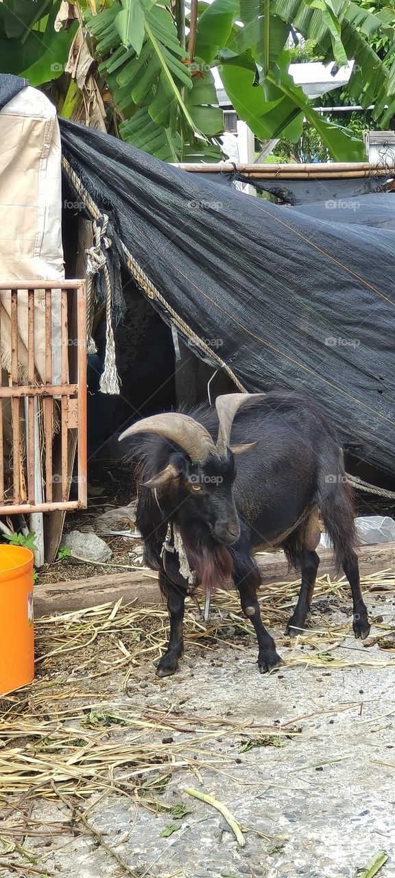 Group of black goats in the village