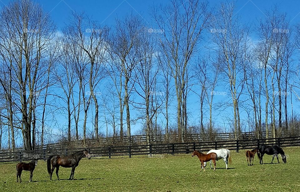 Mammal, Cavalry, No Person, Farm, Rural