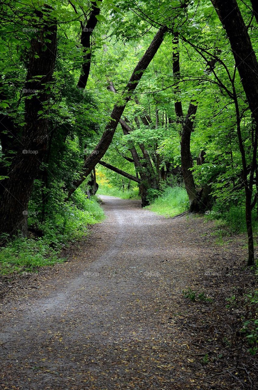 View of footpath in forest