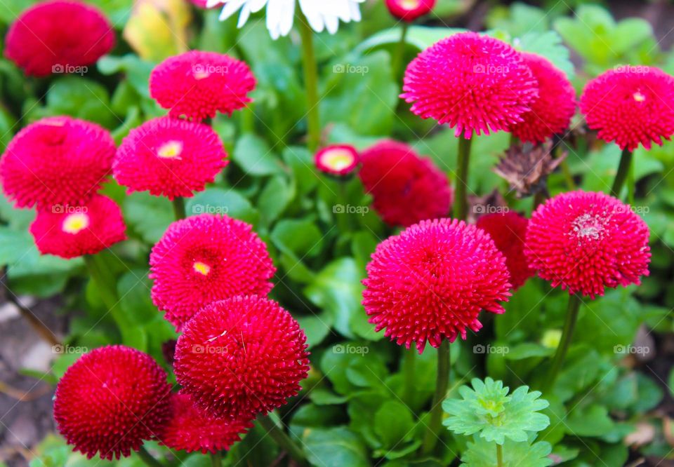 Close up of beautiful red flower,  Bellis perennials, or Daisies.  Harbinger of spring