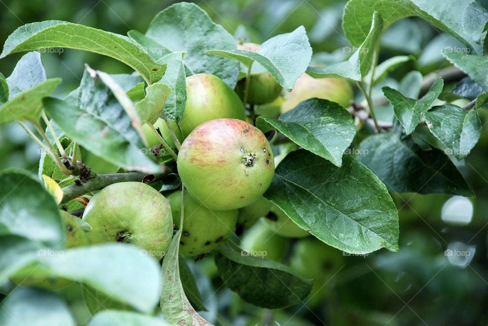 Green apples with a red blush ripening on a branch 