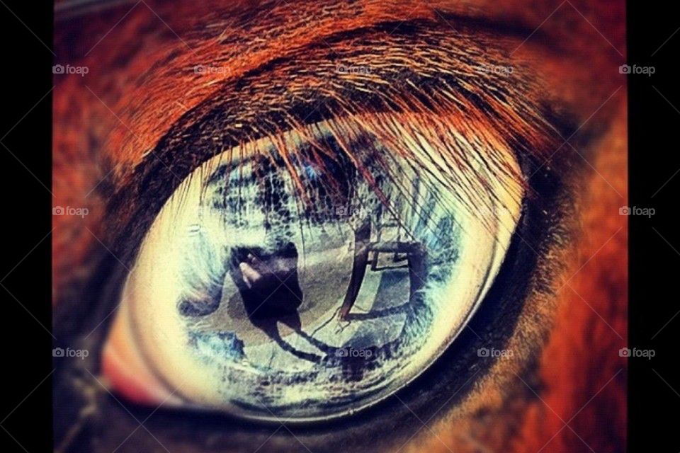 Soul eye : equine series .