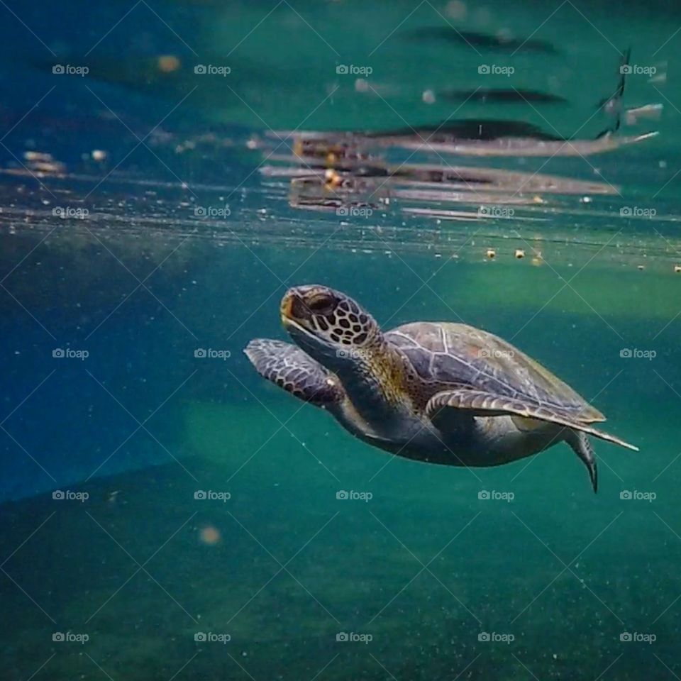 Sea Turtle, Maui. 