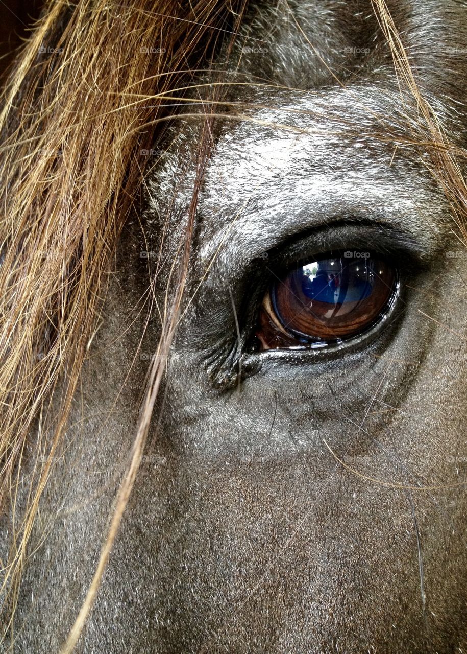 Horse eye