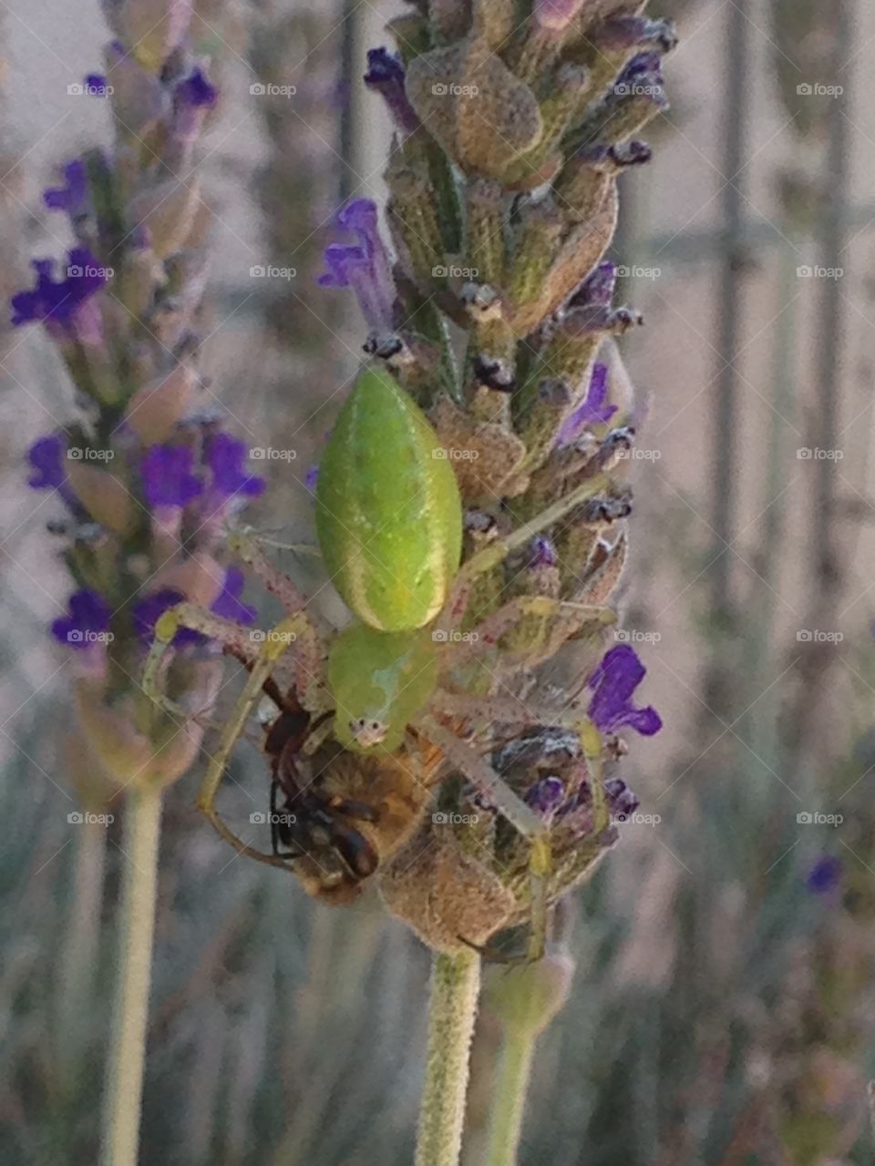 Green leaf spider eating a honey bee