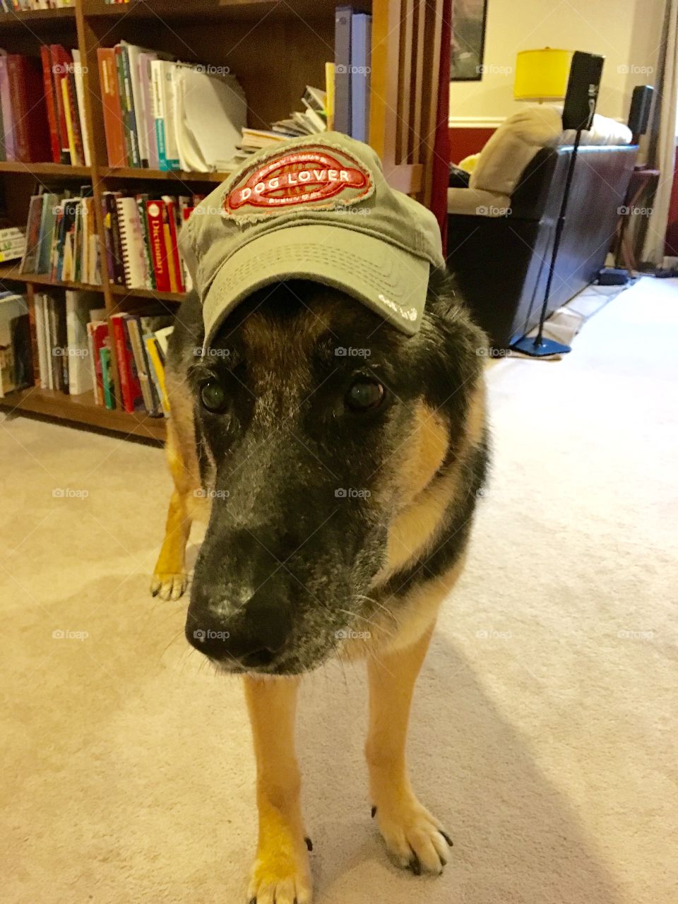 Trooper supporting Dogs