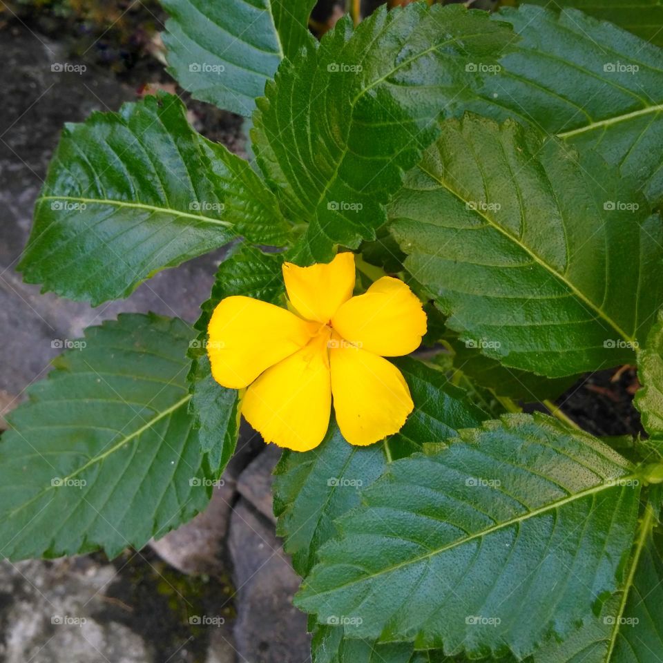 Yellow flower on the garden