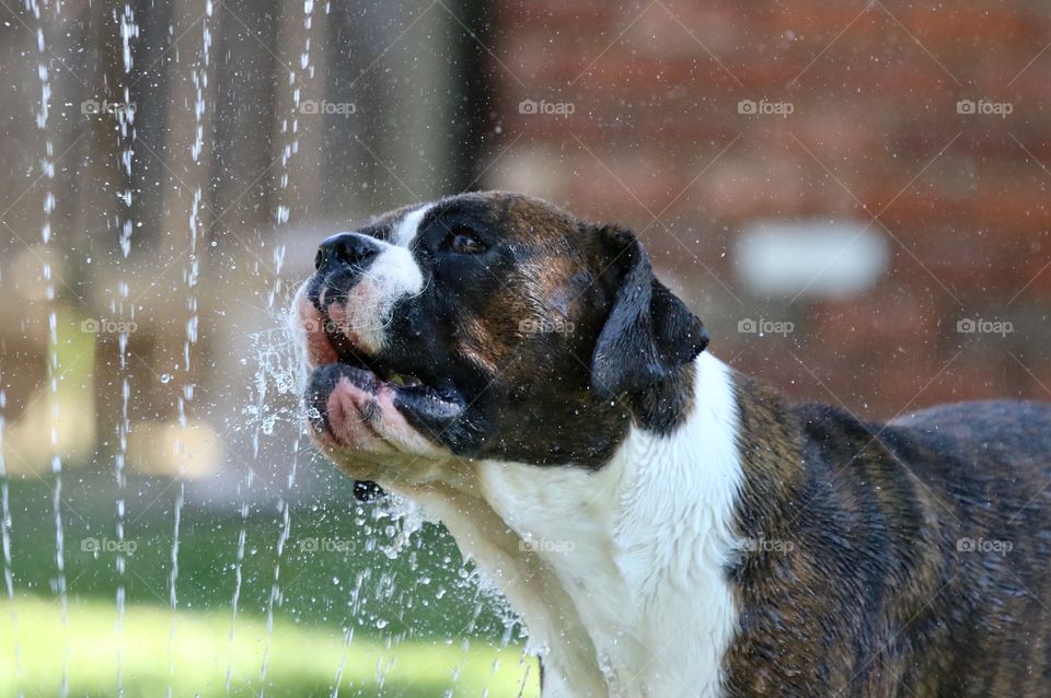 Boxer playing in sprinkler 