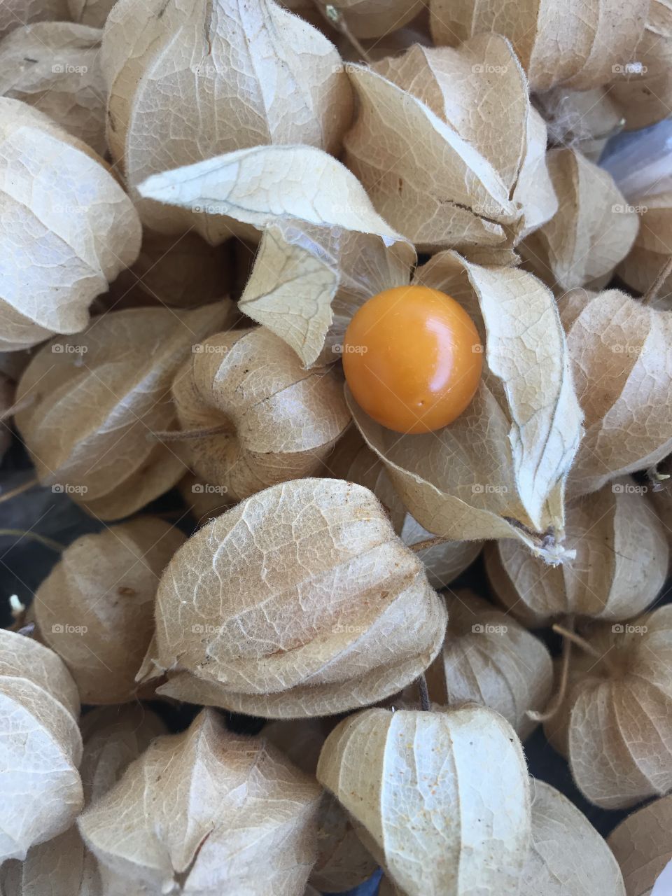 Cape gooseberry / Peruvian ground cherry - Physalis pruinosa. ... bushy and carries orange-yellow, cherry- sized fruits that are wrapped in light-brown lampions