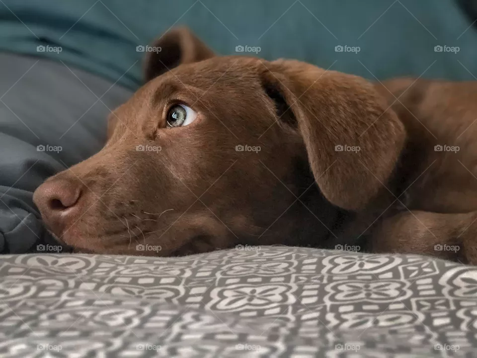 Puppy Life