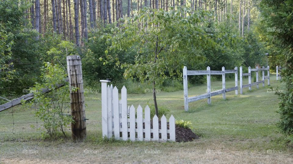 three fences different styles with trees in the background green foliage, white picket fence, page wire fence, white boards fence.