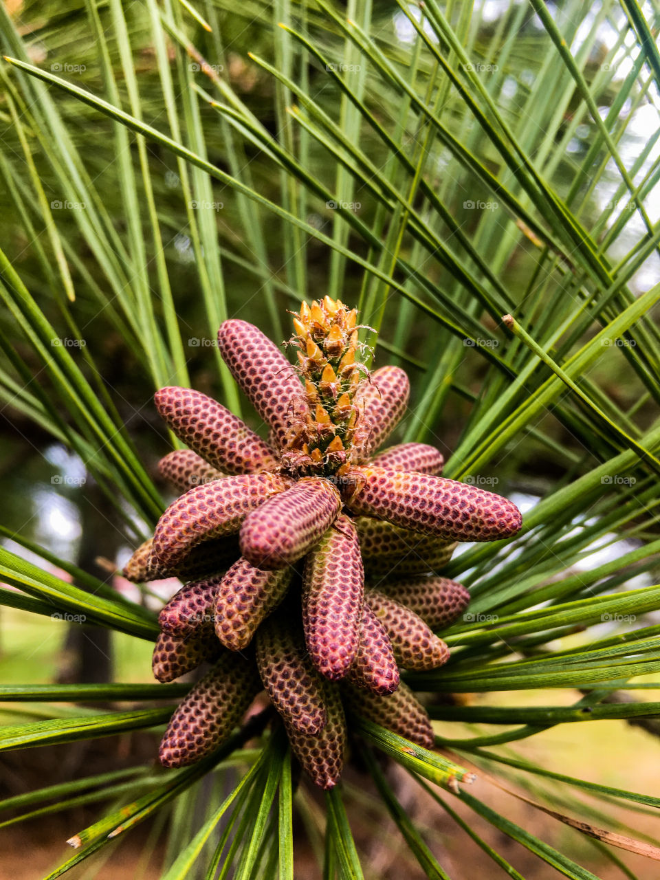 Macro view of the pollen cones or catkins on the male flower of a Loblolly Pine Tree in Raleigh North Carolina, Triangle area, Wake County. 