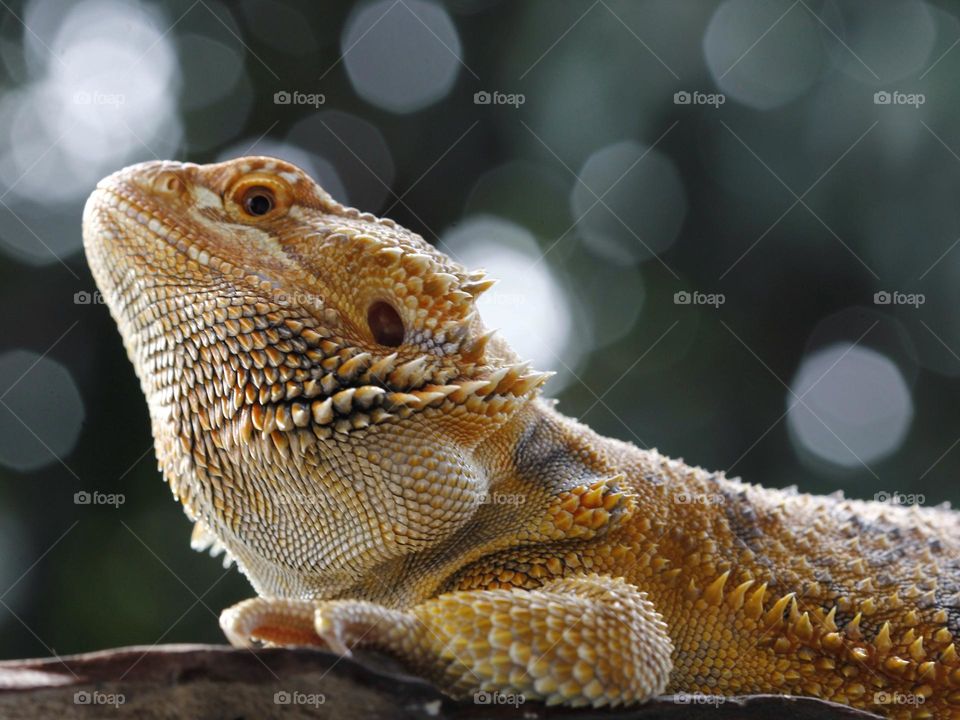 Yellow lizard