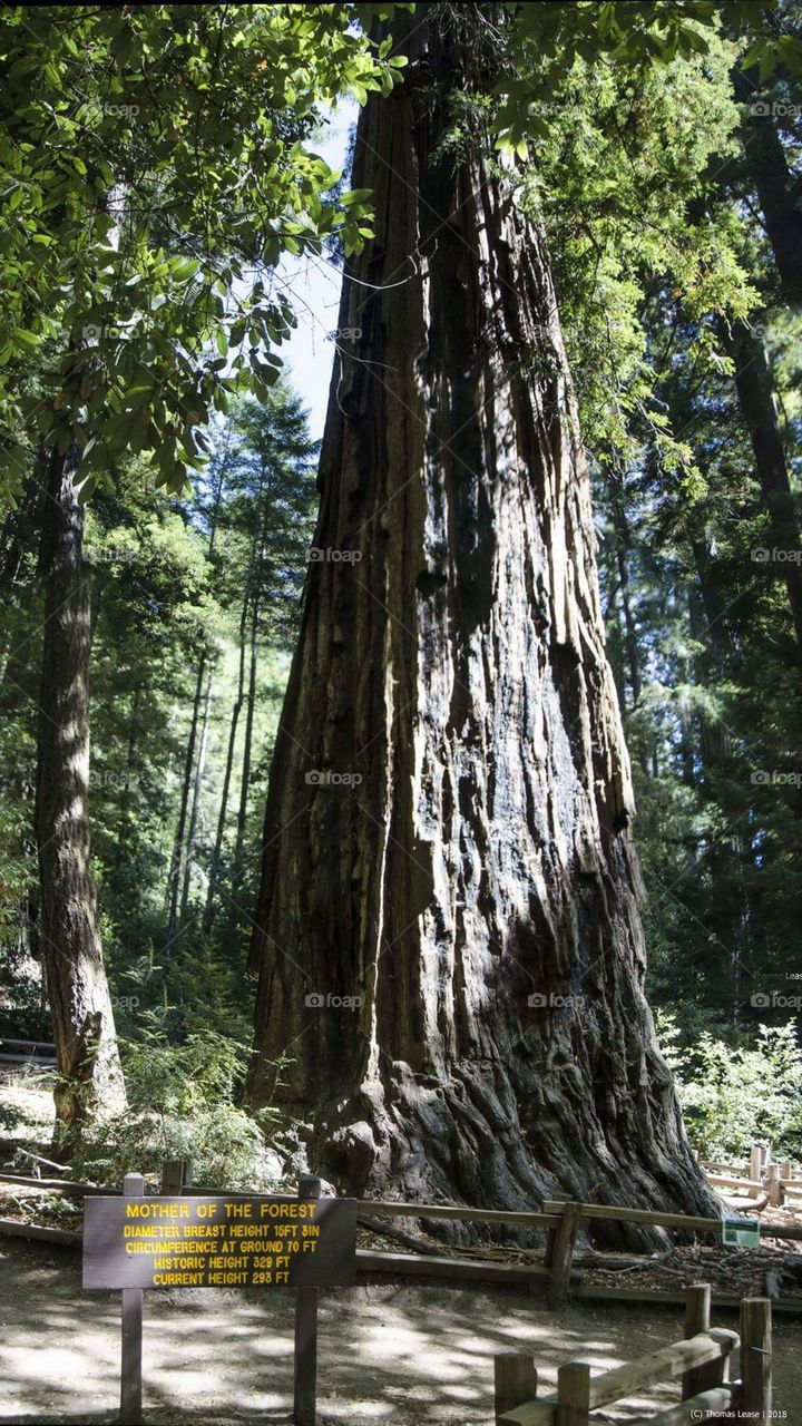 Mother of the Forest