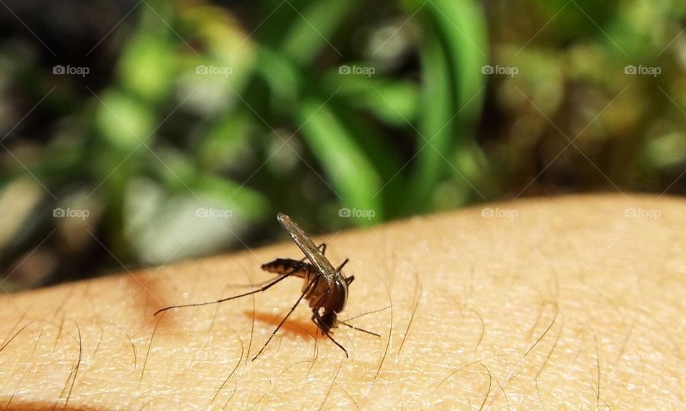 mosquito biting arm