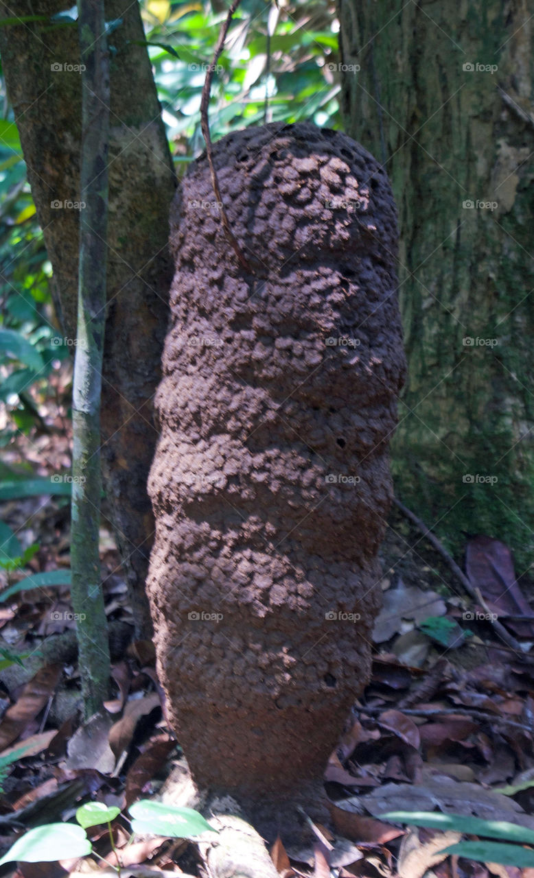 Termite mound in the jungles of Gabon, central Africa