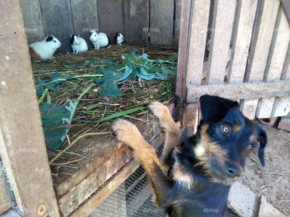 cachorro e porquinhos da Índia - dog and  guinea pigs.