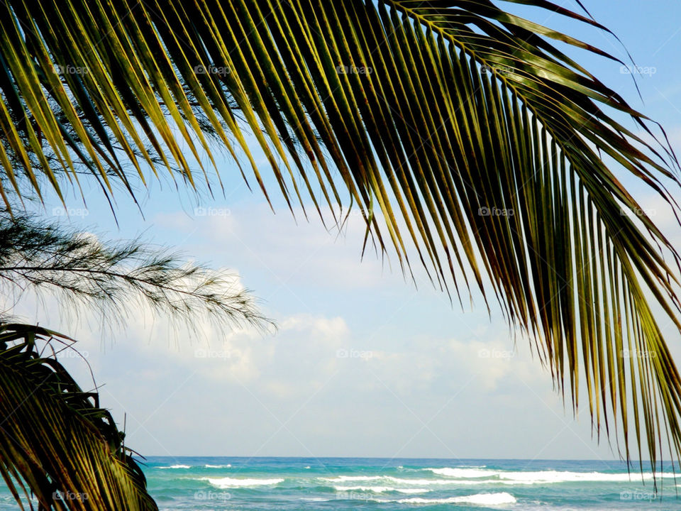 Palm tree near sea