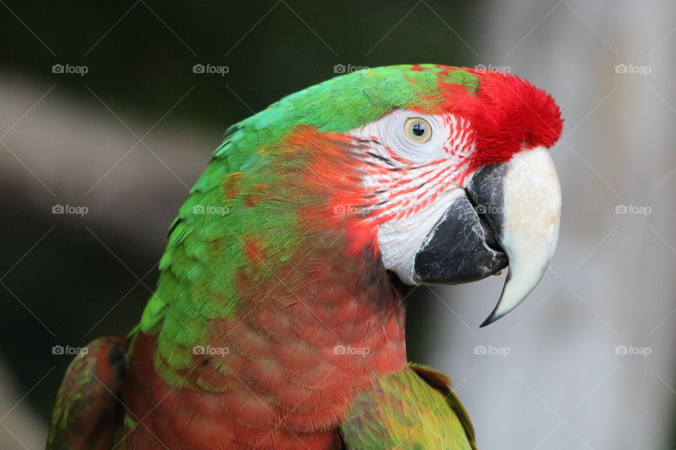 parrot