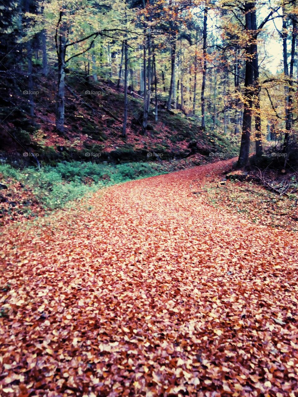 Herbst in Schwarzwald
