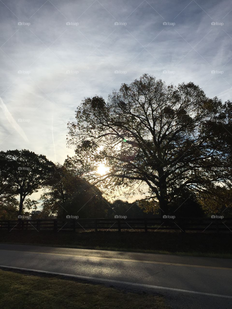 Sunrise through trees