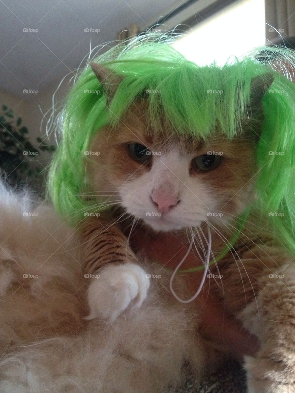 Cat in green wig