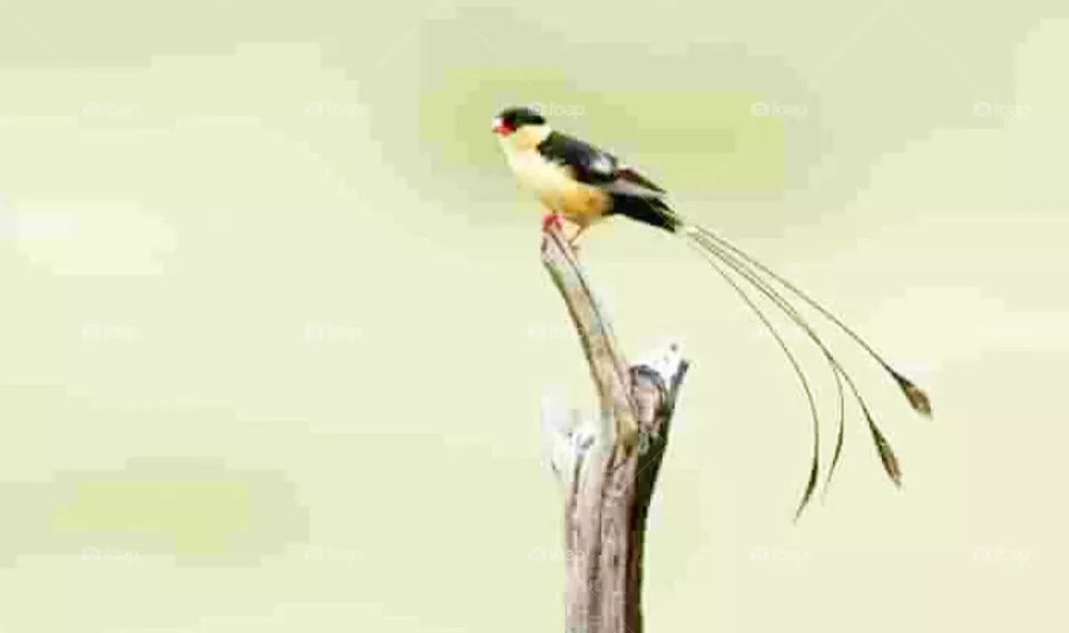bird