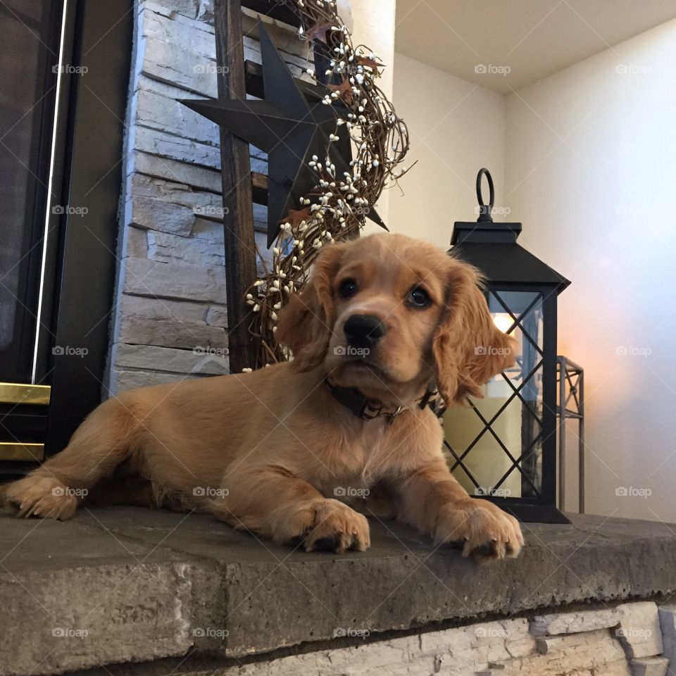 Copper, the cutest puppy in the world!