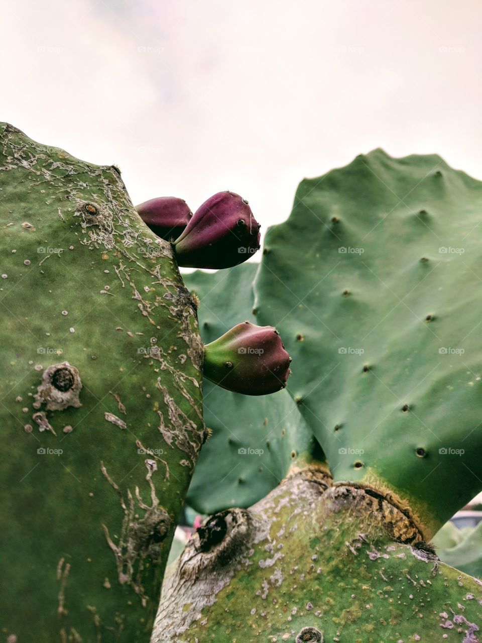 Cactus in New Braunfels