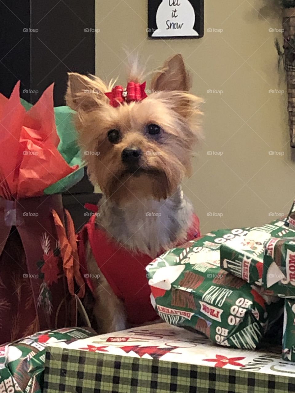 Maisy is ready to open Christmas gifts
