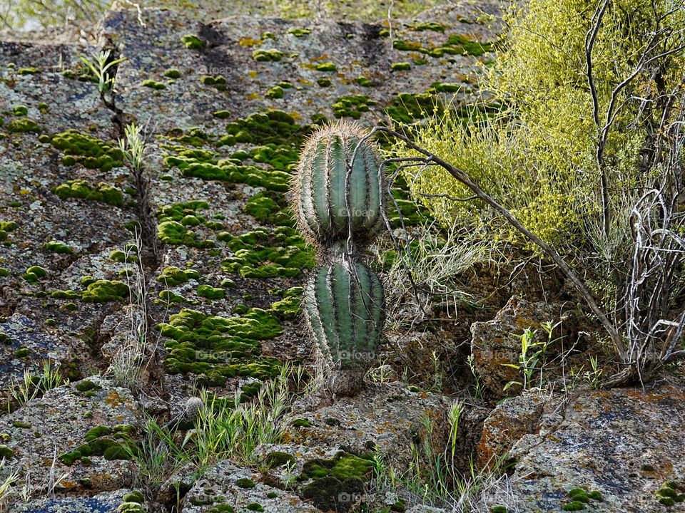A small cactus appears to wear a belt around its waist