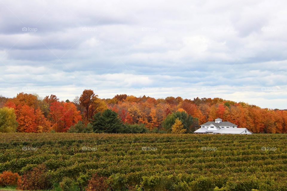 Vineyards in the Fall in Grand River Valley region, Ohio USA