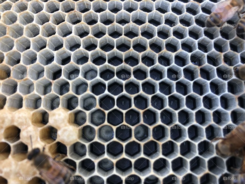 Bees, eggs, larvae, and capped brood