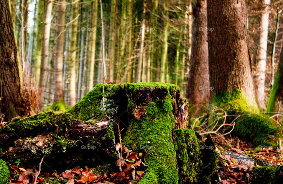 Magical forest on Herren Insel
Germany 