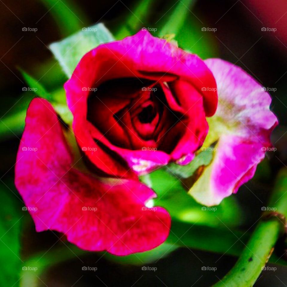 Pink rosebud