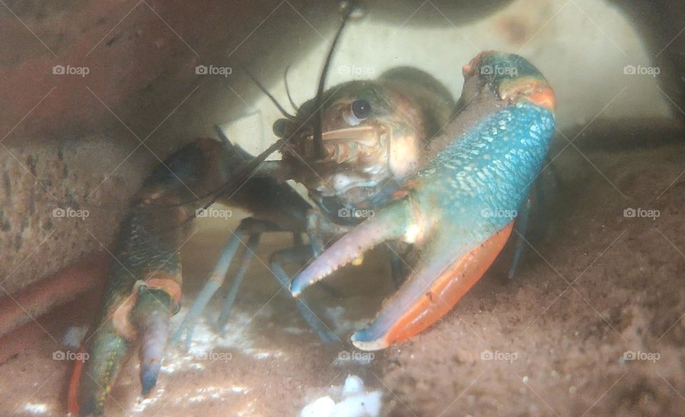 Lobster shrimp are sold as fast food at a price that can be said to be still expensive because besides being difficult to get, it is also increasingly rare.