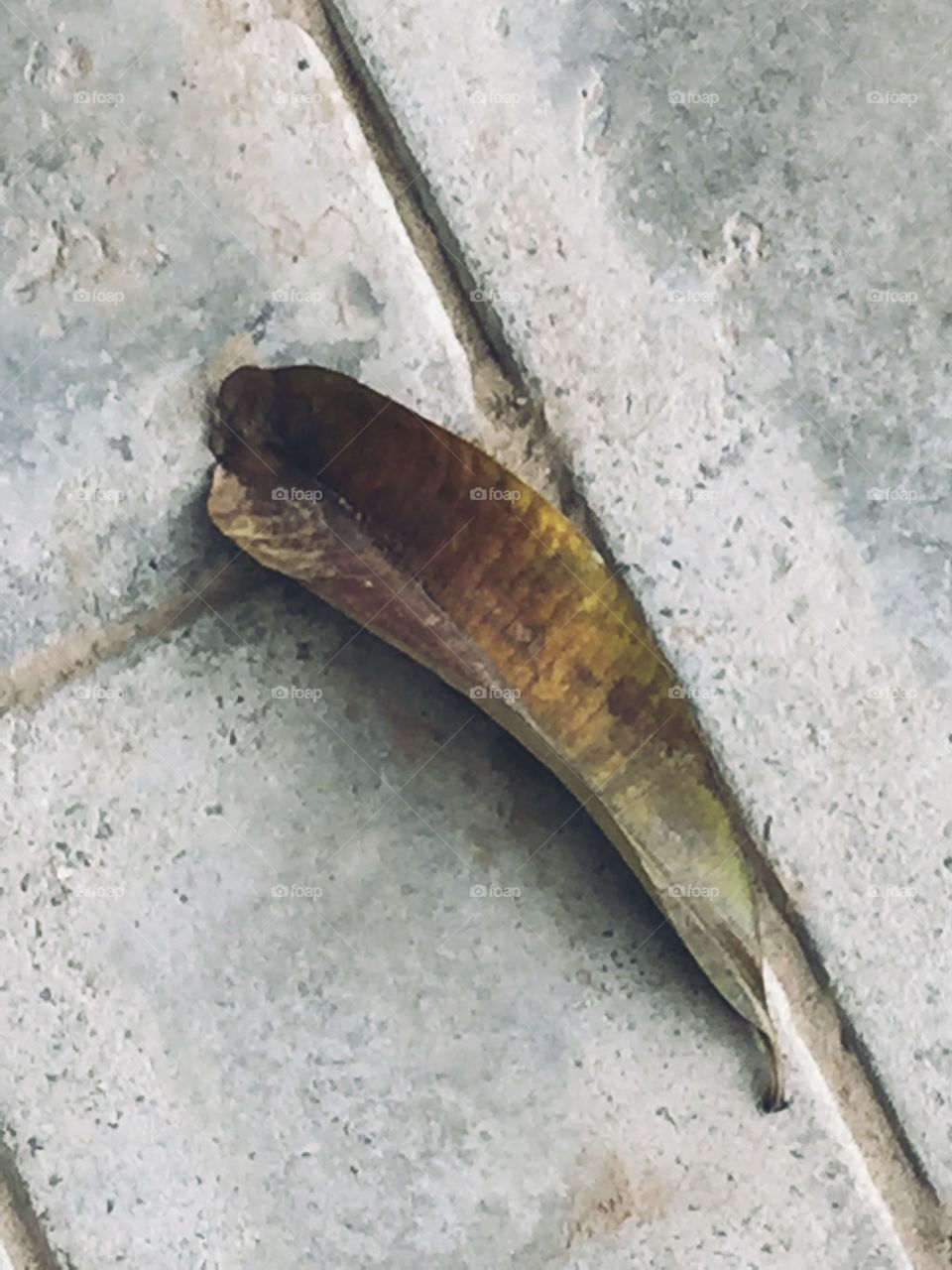 Small leaf on a footpath lying like a legend. 