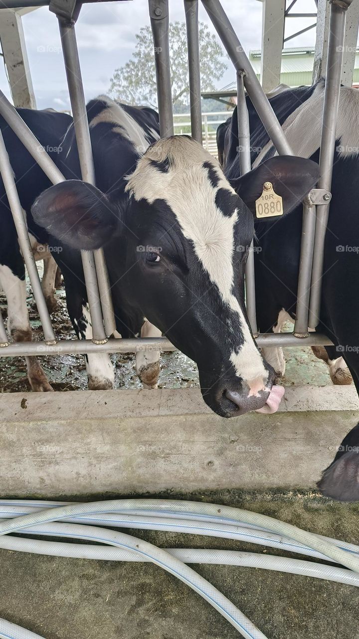 Dairy cows at Chulu Ranch in Beinan Township