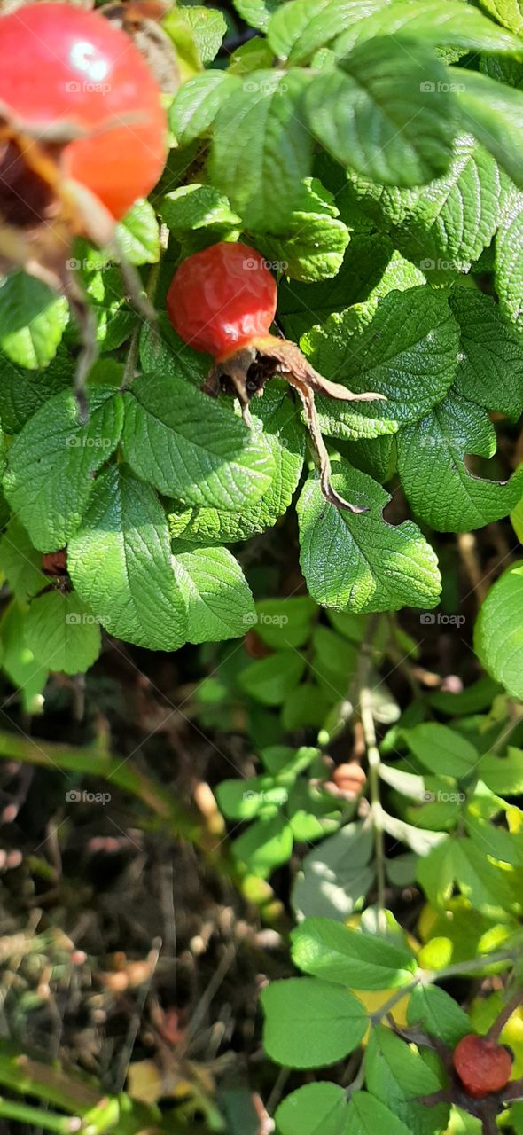 wild rose fruits