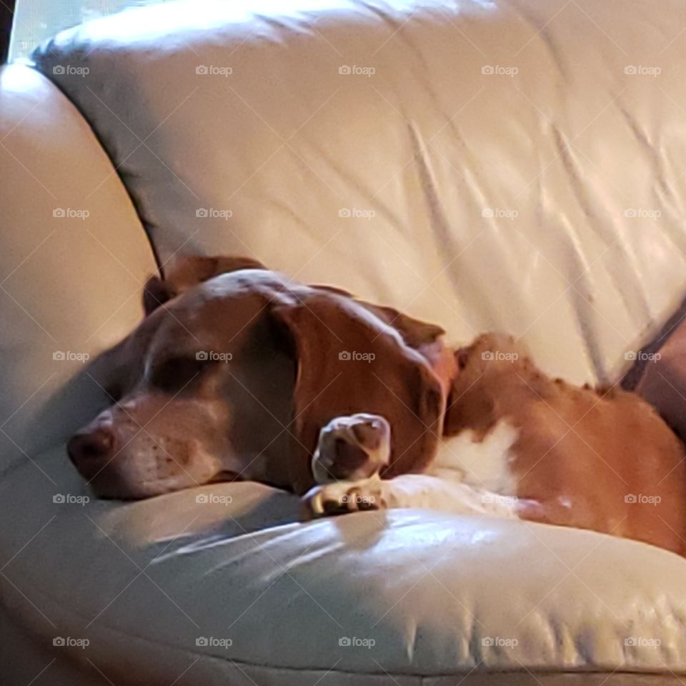 beagle, dog, sleepy boy, snooze, white couch,  tired, dog,