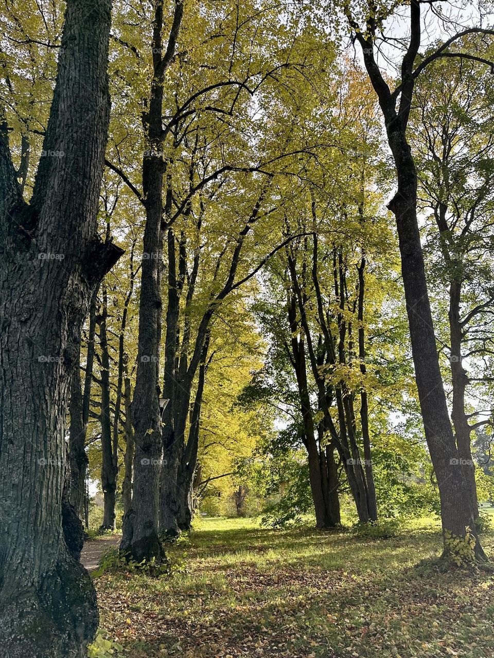 Great old trees - two parallel lines of trees - autumn - fall - yellow leaves - nature - fresh air - sunshine 