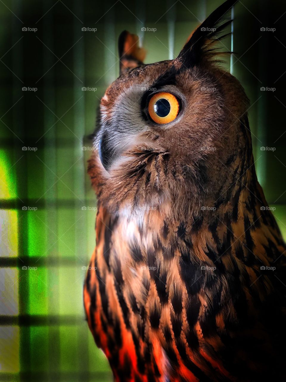 Eagle Owl 