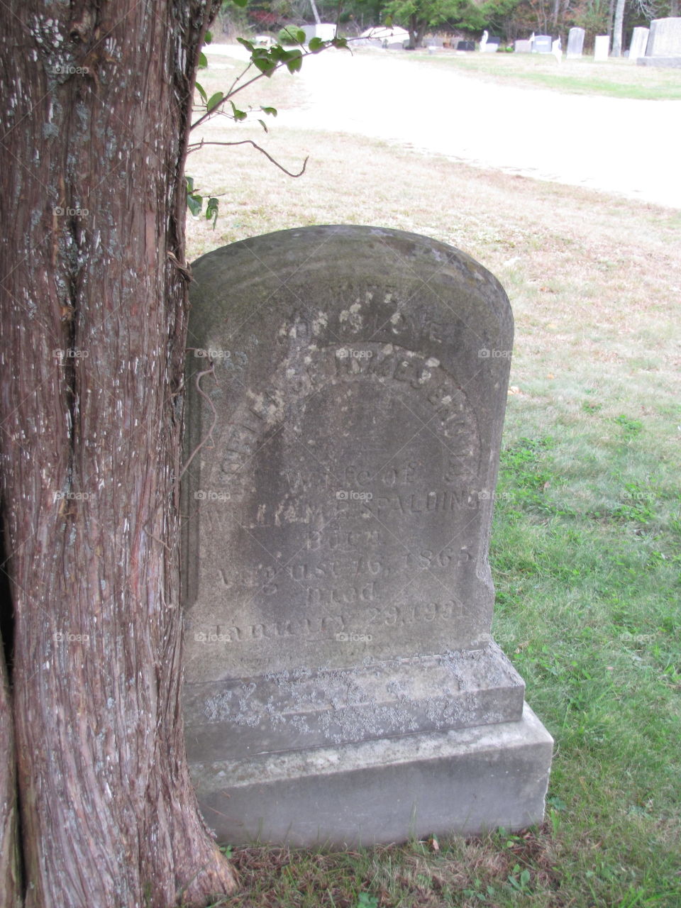 No Person, Cemetery, Grave, Tree, Outdoors