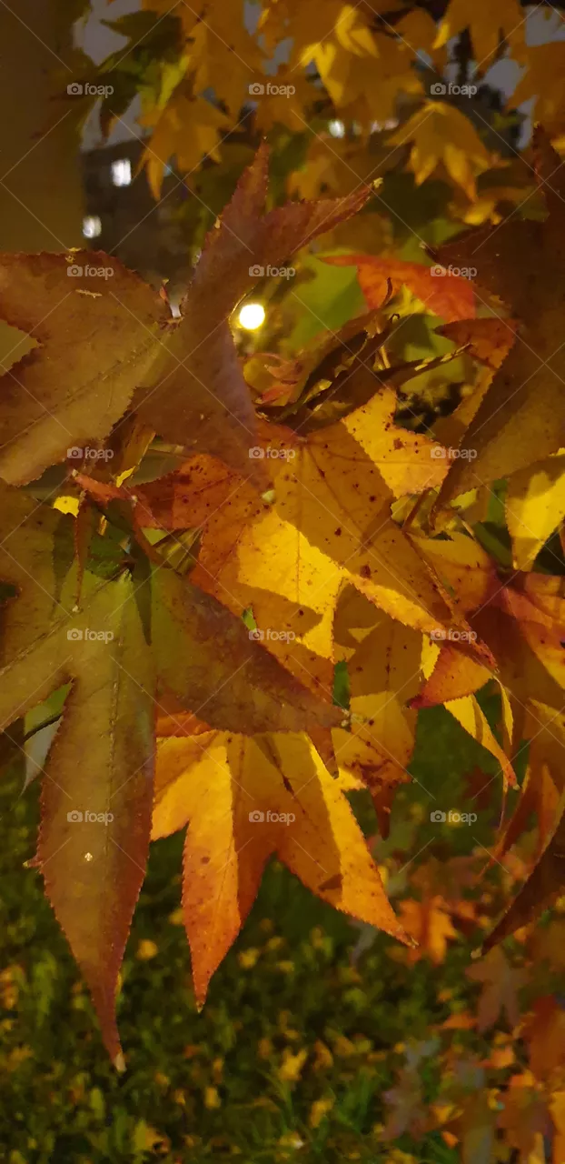 autumn