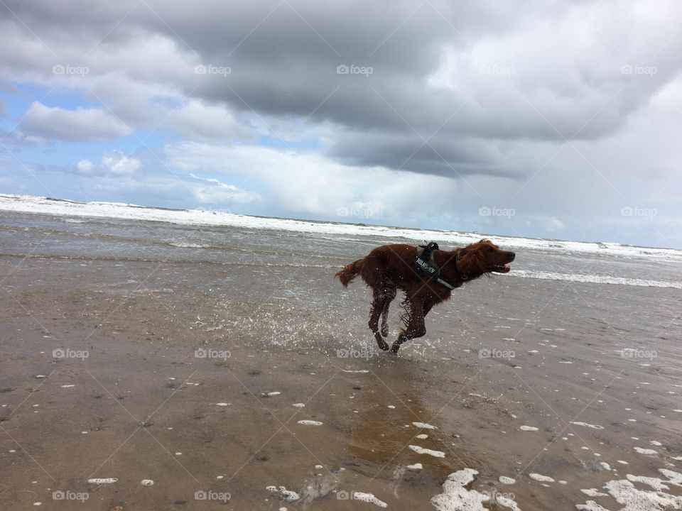 Quinn enjoying the freedom of space ... it’s been a few months since we visited any beaches 🐶